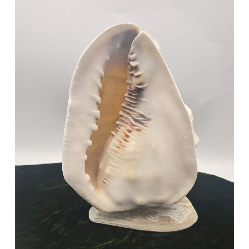 Horned Conch Shell Lamp 7.5" Ocean Nautical Nightlight Table BEAUTIFUL *READ